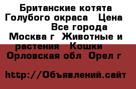 Британские котята Голубого окраса › Цена ­ 8 000 - Все города, Москва г. Животные и растения » Кошки   . Орловская обл.,Орел г.